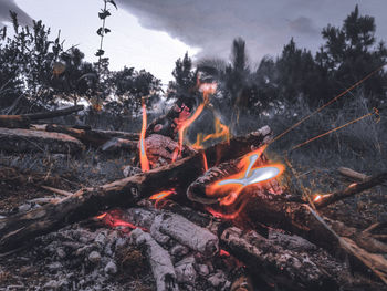 Bonfire on wooden log