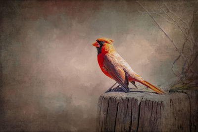 Close-up of bird perching on wooden post