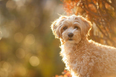 Close-up of a dog