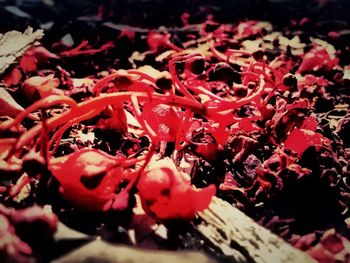 Close-up of red flower