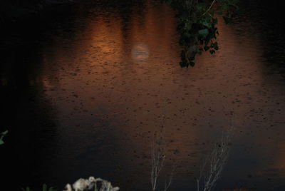 Reflection of trees in water