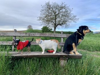View of dogs on field against sky