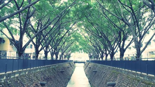 Empty pathway along trees