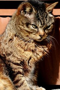 Close-up portrait of cat