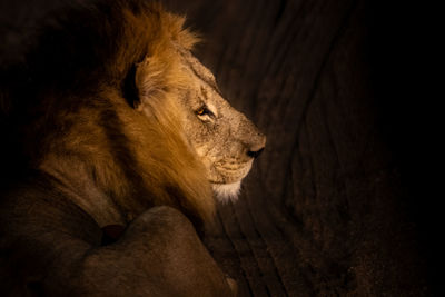 Close-up of a lion at night 