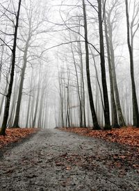 Bare trees in forest during winter