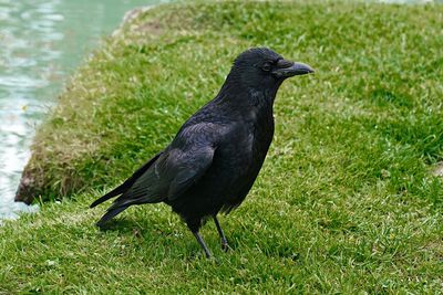 Black bird perching on a field