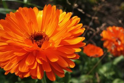 Close-up of orange flower