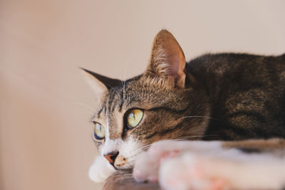 Close-up of a cat looking away