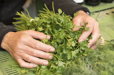 Parsley or garden parsley used as a herb for cooking