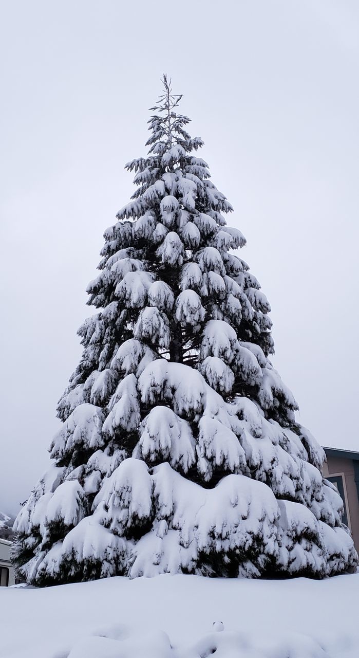 LOW ANGLE VIEW OF SNOW COVERED PINE TREE AGAINST SKY