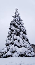 Low angle view of snow covered tree against sky