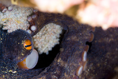 Close-up of fish swimming in sea