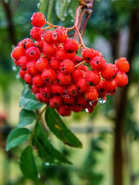 Close-up of red berries growing on tree