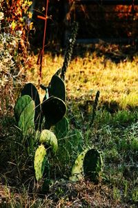 Plants growing on grassy field