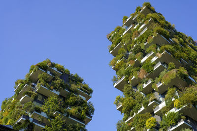 Low angle view of tree against building against clear blue sky