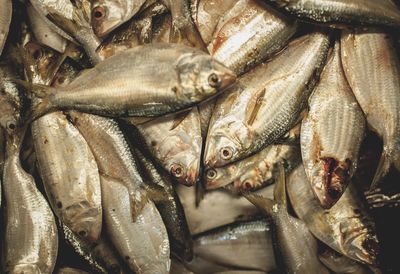 Close-up of dead fish