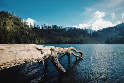 Dry tree log on lake shore