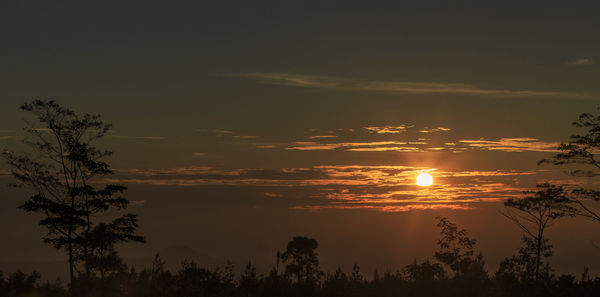 Low angle view of silhouette trees against sky during sunset