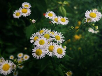 Close-up of white daisy flowers