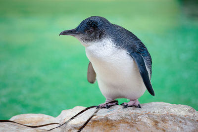 Close-up of bird perching on rock