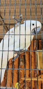 View of birds in cage