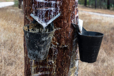 Close-up of wooden post on tree trunk