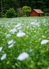 Plants growing on field against trees and house