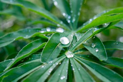 Close-up of raindrops on leaf