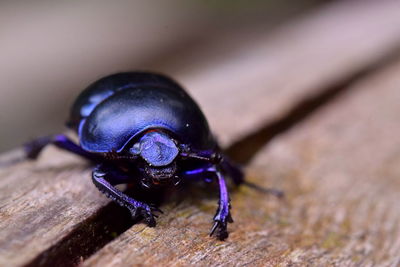 Close-up of insect on wooden table
