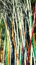 Full frame shot of multi colored trees