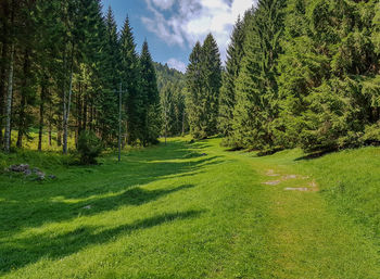 Scenic view of trees in forest