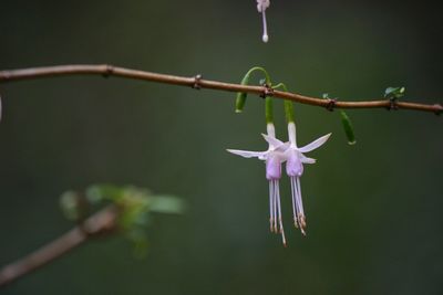 Close-up of flower on plant