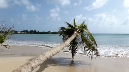 Palm tree on beach against sky