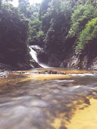 Scenic view of river amidst trees in forest against sky