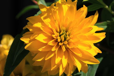Close-up of yellow flower