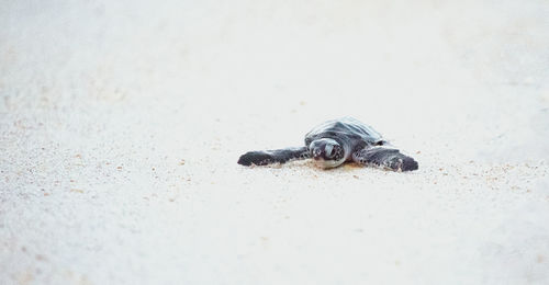 Sea turtle hatchlings on the sand