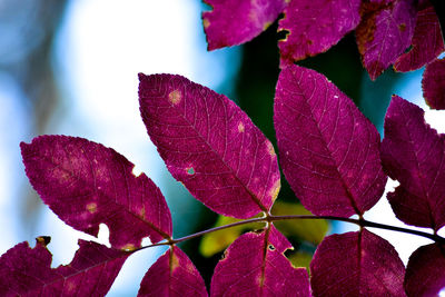 Close-up of pink flowering plant leaves