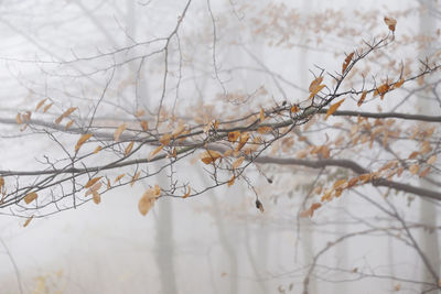 Close-up of frozen plant during winter