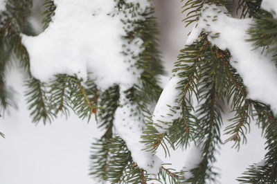 Close-up of pine tree during winter