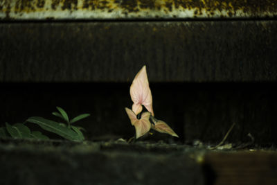 Close-up of flower against blurred background