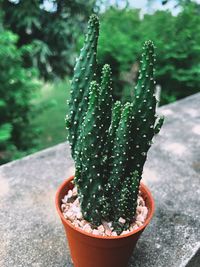 Close-up of succulent plant in pot