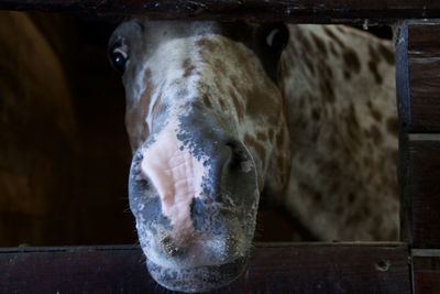 Close-up of horse in barn