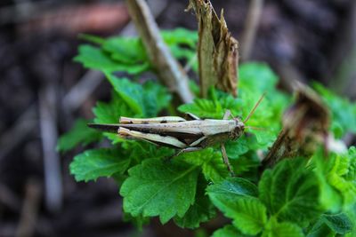 Close-up of insect on plant