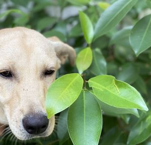 Close-up of a dog