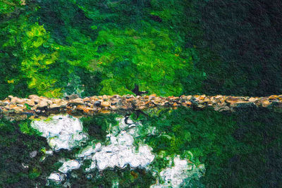 High angle view of trees growing on rock