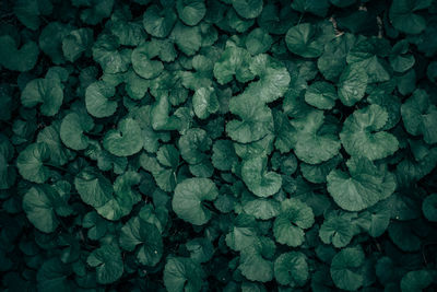 Green leaves pattern background, natural background and wallpaper