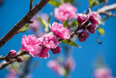 Close-up of pink cherry blossom