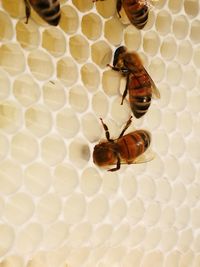 High angle view of bee