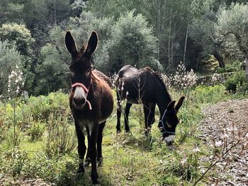 Horses standing in a field